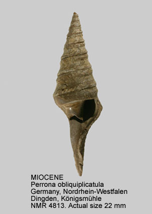 MIOCENE Perrona obliquiplicatula.jpg - MIOCENEPerrona obliquiplicatula(Kautsky,1925)